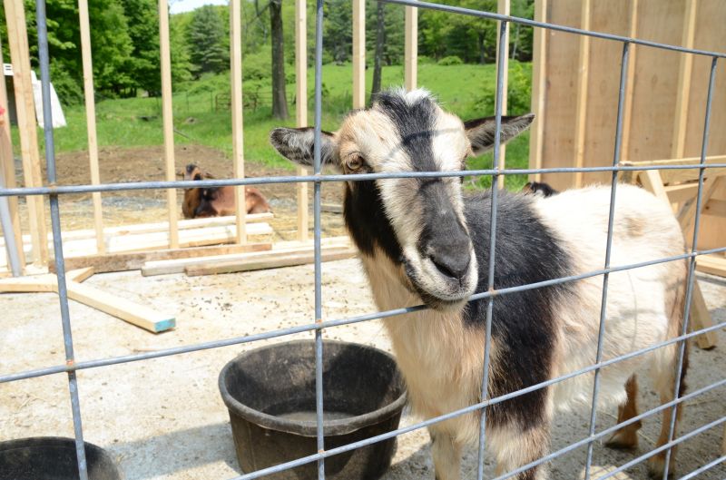 Sheep Fence Installation
